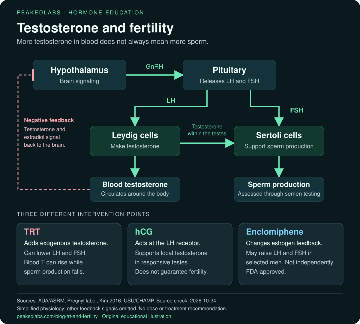 A simplified hormone pathway: hypothalamus signals the pituitary, LH supports testosterone production in Leydig cells, and FSH and local testosterone support sperm production. TRT, hCG and enclomiphene act at different points and do not guarantee fertility.