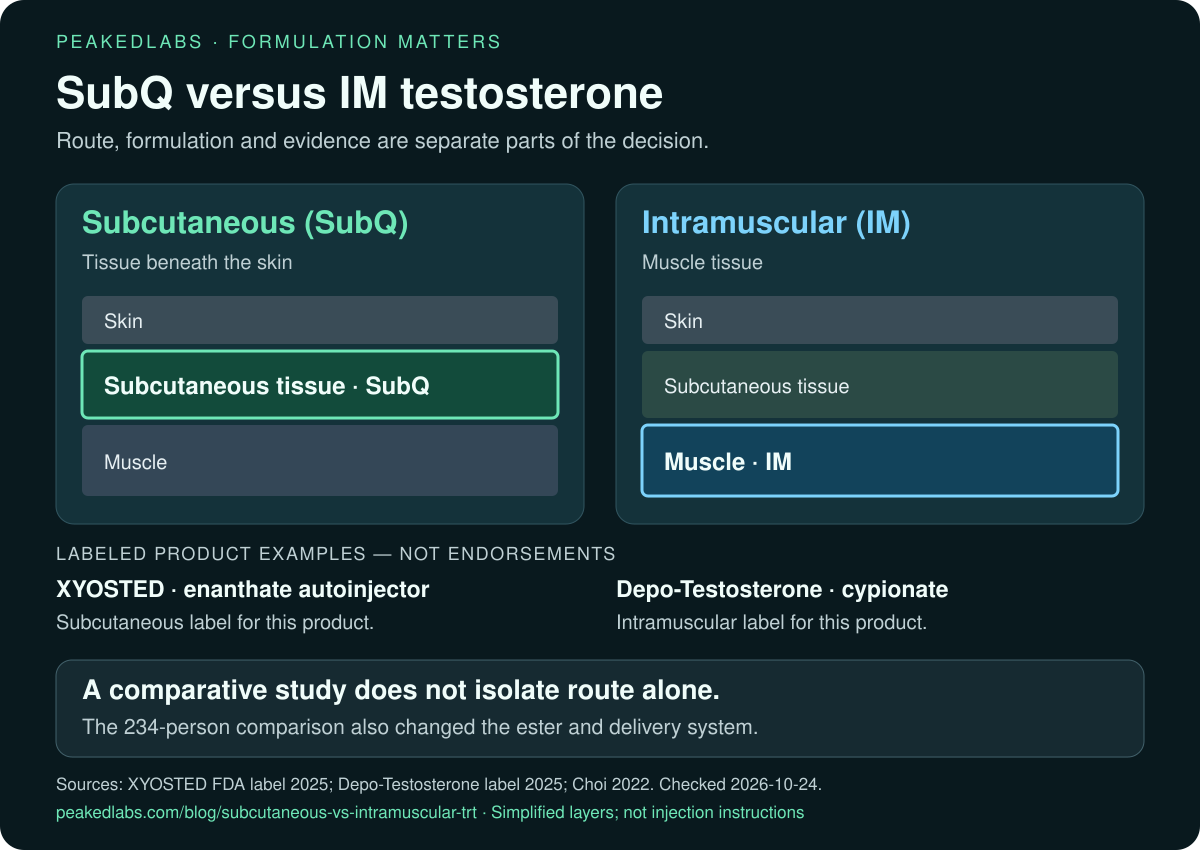 Simplified skin, subcutaneous tissue and muscle layers distinguish route locations. Labeled testosterone products and an observational comparison show why product, ester and delivery device must be considered together. No injection technique is depicted.